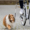 Trixie Bicikli Szett Nagy Testű Kutyának