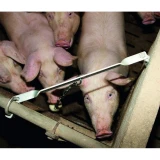 Antistressz Harapógömb Malacoknak, 75 Mm