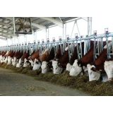 Kurtsan szarvasmarha nyakbefogó 6m/8szm