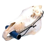 Metszőfog szájterpesztő lónak Equivet