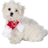 Trixie Karácsonyi mintás sál közepes M