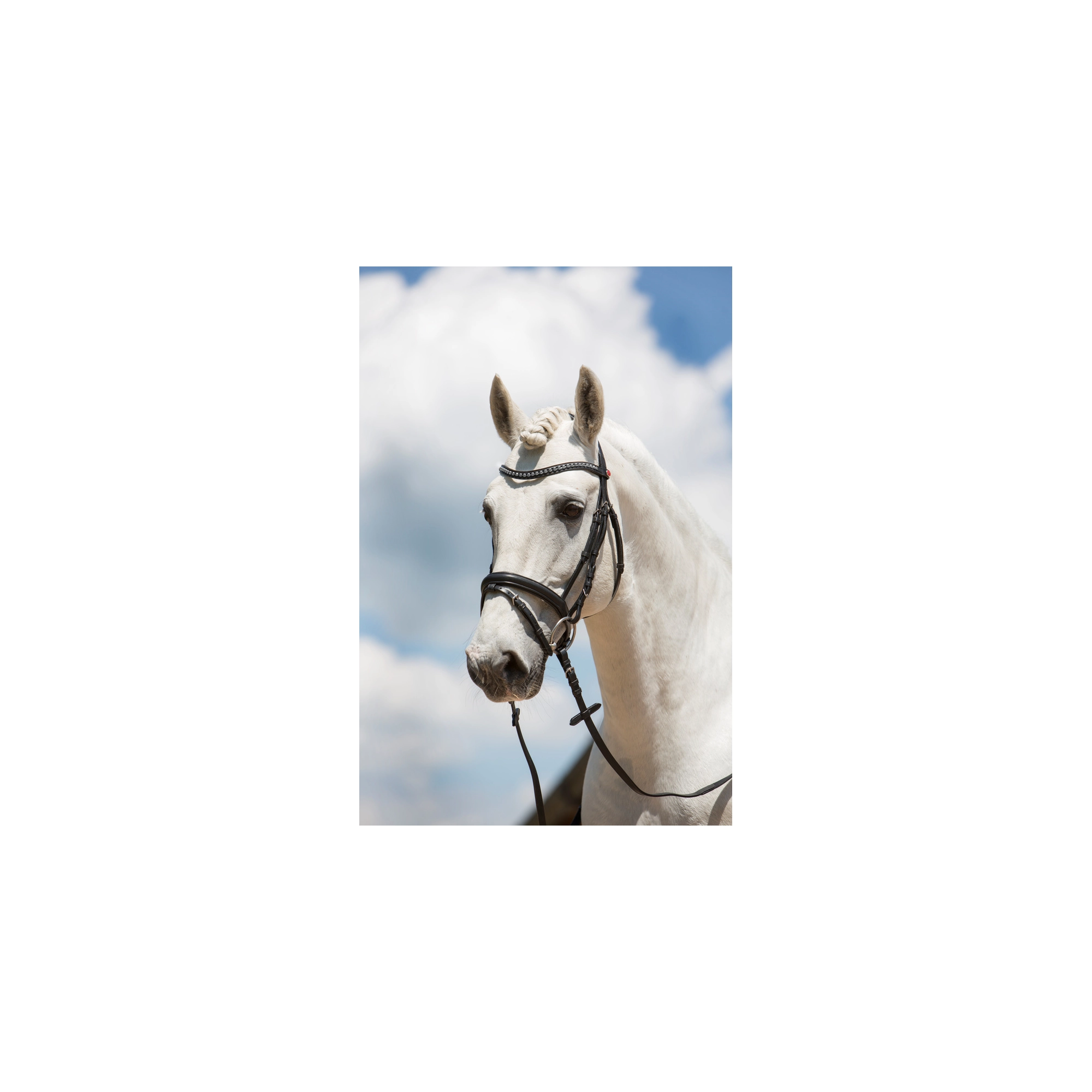 Kieffer Ultrasoft Fashion kantár, cob