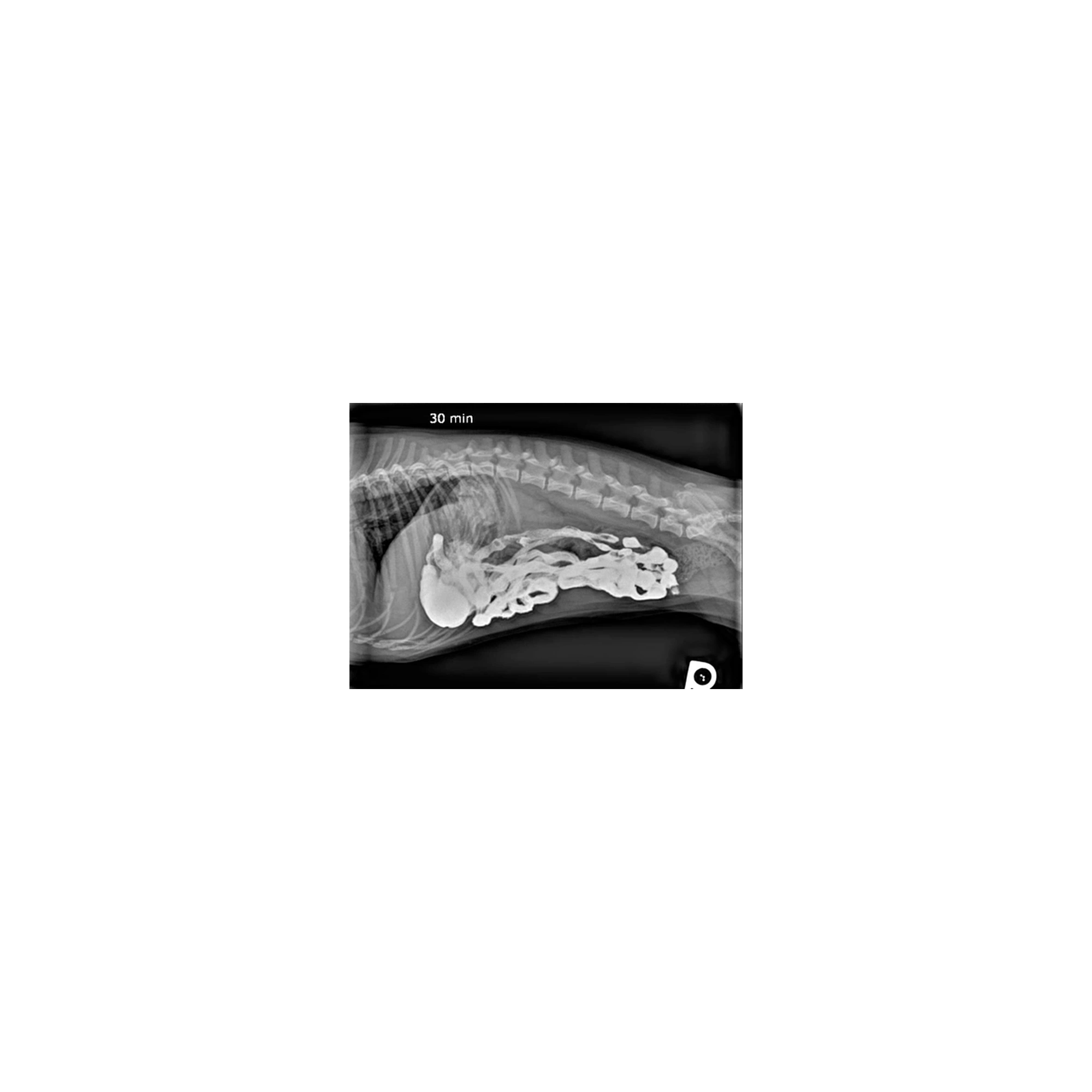 Röntgen Kontraszt Bas04 1kg