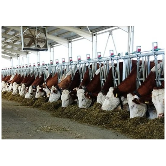 Kurtsan szarvasmarha nyakbefogó 6m/8szm