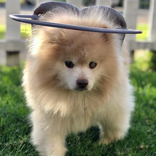 Paw Prosper Muffin's Halo vakvezető kutya - szürke - 1. méret