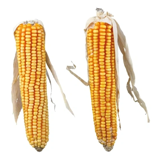 Trixie Jutalomfalat Rágcsálónak Szárított Kukorica 2db/250g